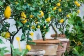 Pot en terre cuite - Citronnier et oranger